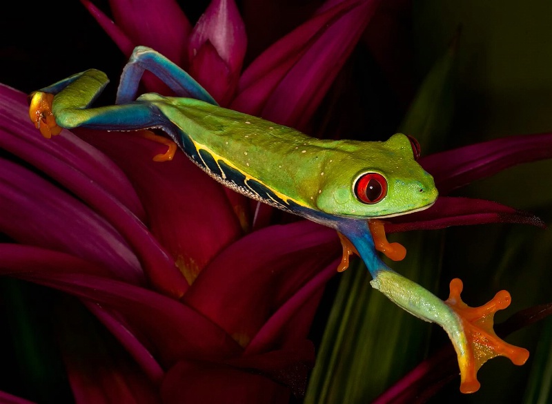 Red Eyed Tree Frog - ID: 12741858 © Gloria Matyszyk