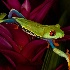 © Gloria Matyszyk PhotoID # 12741858: Red Eyed Tree Frog