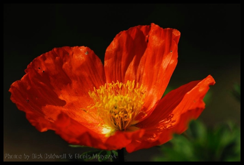 Red fully opened California poppy. - ID: 12741862 © Gloria Matyszyk