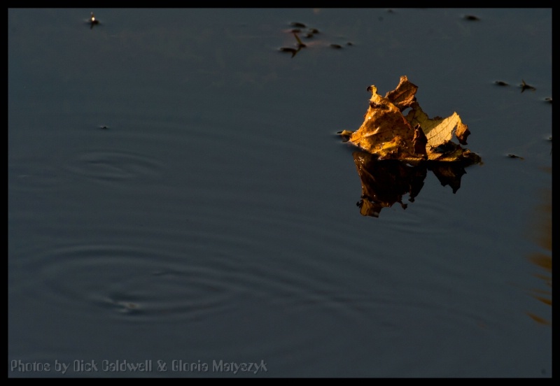 One leaf, St. Petersburg, Florida - ID: 12741868 © Gloria Matyszyk