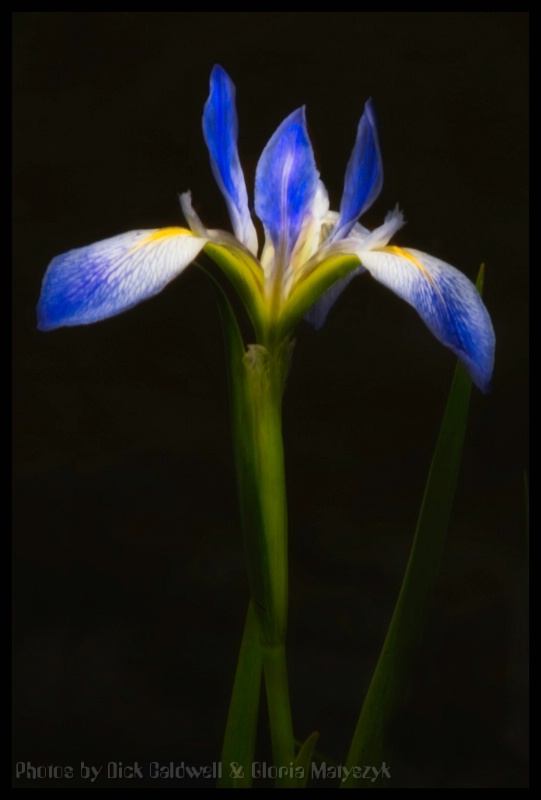 Purple iris, Florida - ID: 12741874 © Gloria Matyszyk
