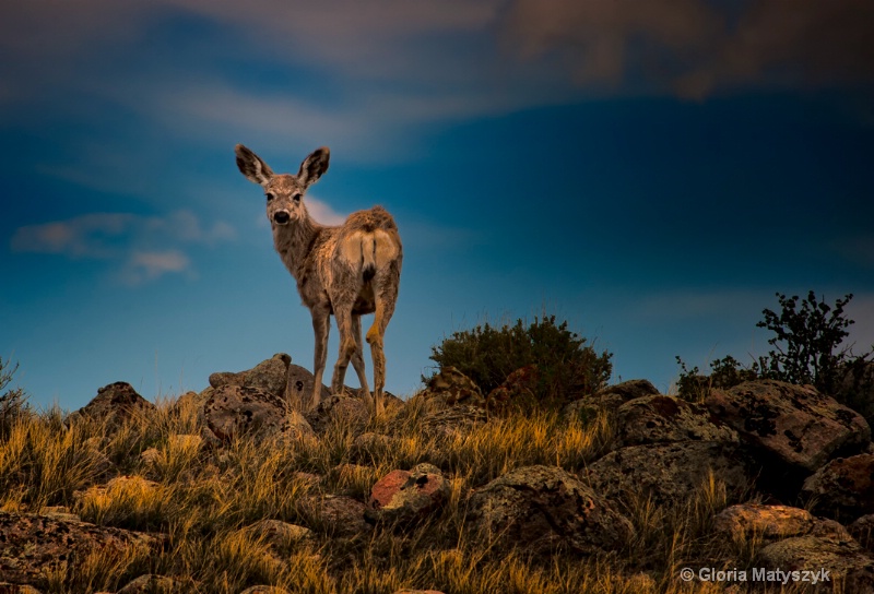 Mule deer, Dubois, Wyoming - ID: 12742080 © Gloria Matyszyk