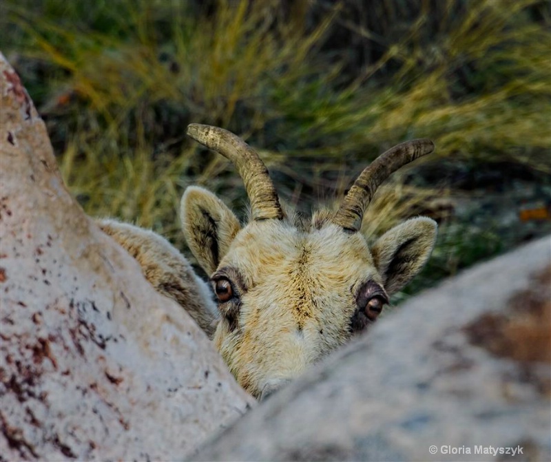 Big horn sheep, female, Dubois, Wyoming - ID: 12742081 © Gloria Matyszyk