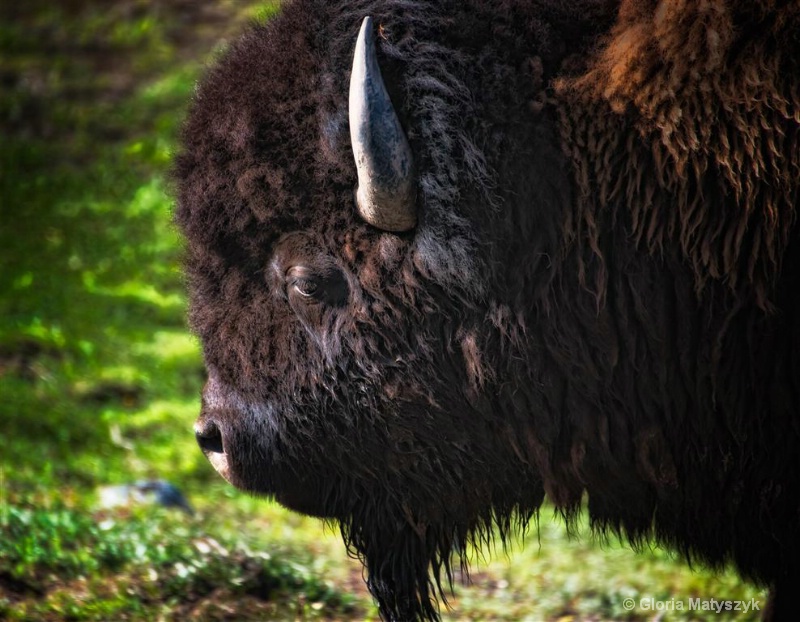 Bison, buffalo, Yellowstone, Wyoming - ID: 12742082 © Gloria Matyszyk
