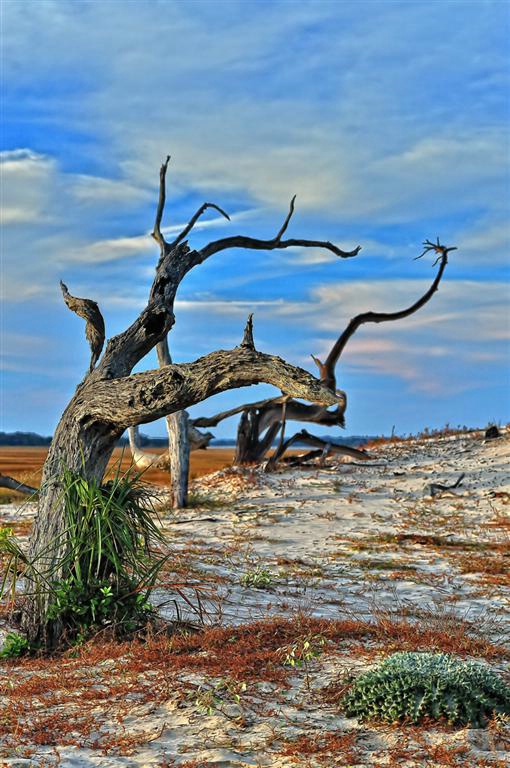 Cumberland Island, Georgia