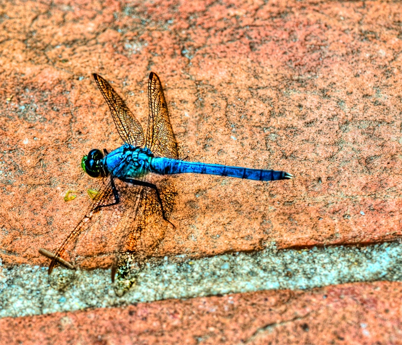 Blue dragon fly - ID: 12742112 © Gloria Matyszyk