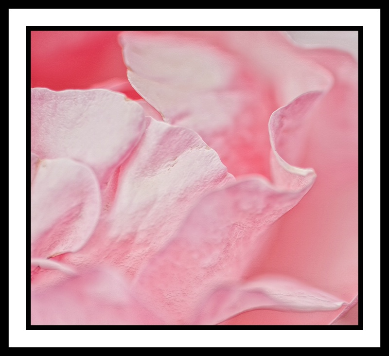 Rose petals abstract - ID: 12742113 © Gloria Matyszyk
