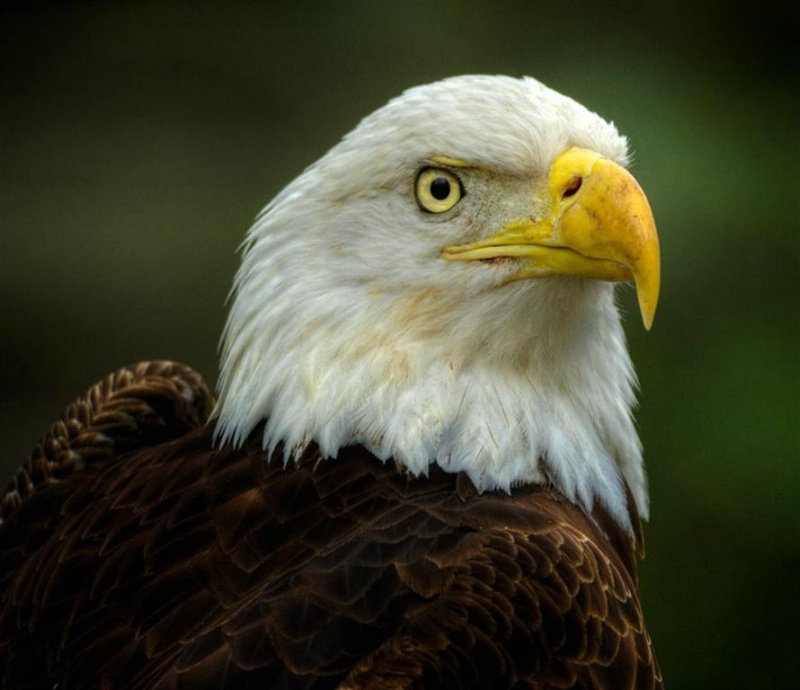 Bald eagle, Lowrey Park, Tampa, Florida - ID: 12742115 © Gloria Matyszyk