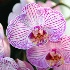 © Gloria Matyszyk PhotoID # 12742124: Phalenopsis orchid, Sunken Gardens, Florida