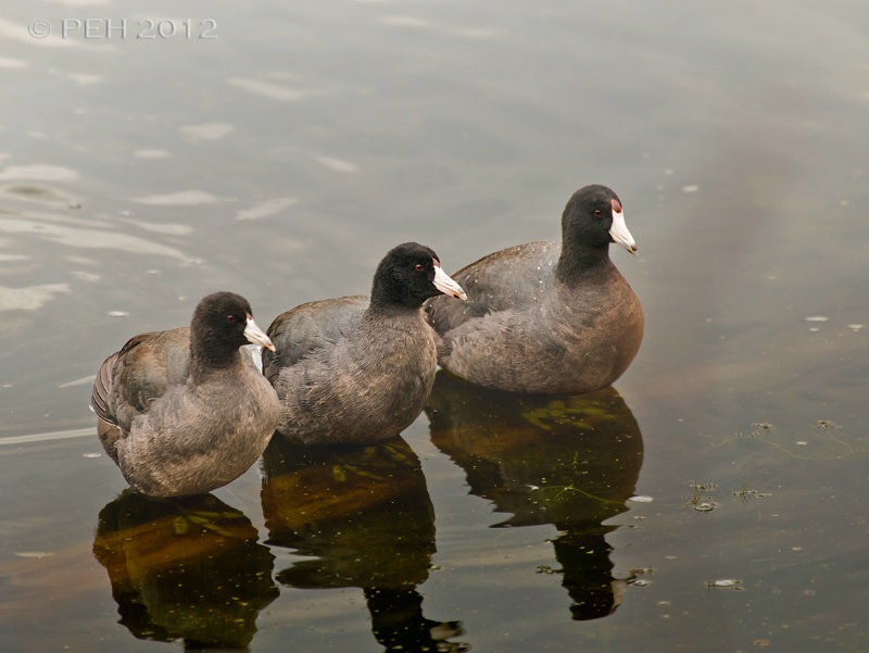 The Three Coots
