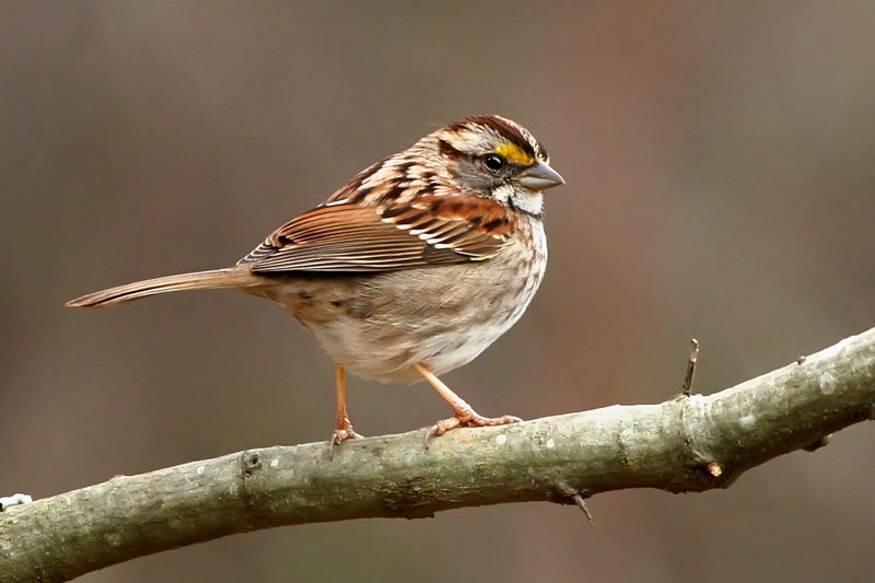 White-throated Sparrow