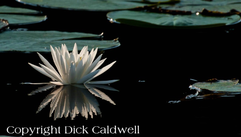 Reflected water lily, St. Petersburg, Florida - ID: 12742434 © Gloria Matyszyk