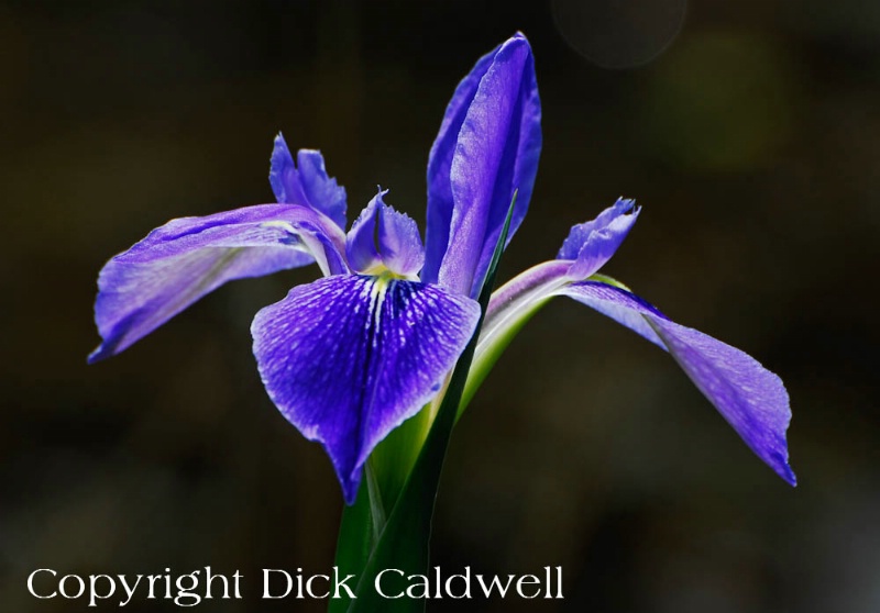 Purple Iris, St. Petersburg, Florida - ID: 12742441 © Gloria Matyszyk