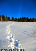 Snow Shoeing In T...