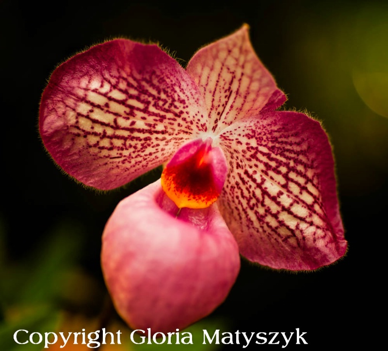 Phalenopsis orchid, St. Petersburg, Florida - ID: 12742893 © Gloria Matyszyk