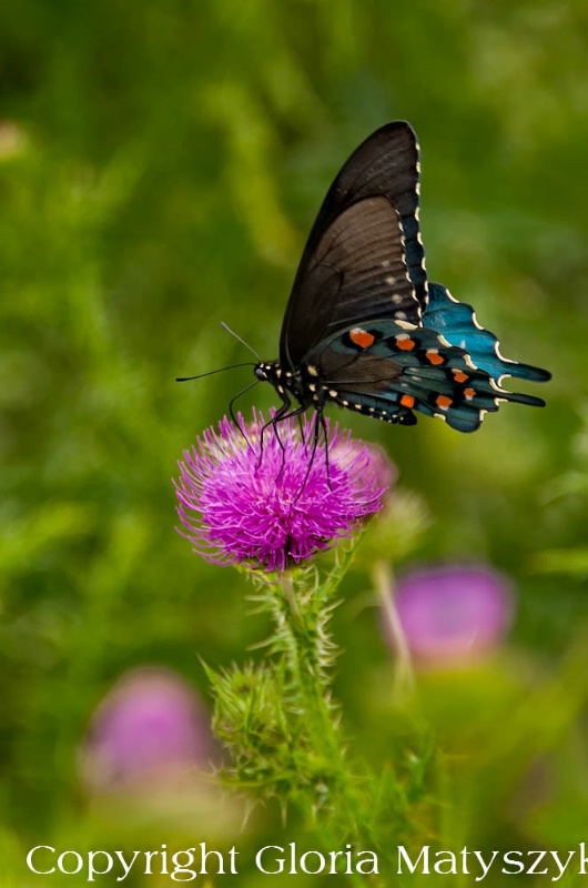 Butterfly,Shenandoah National Park, Virginia - ID: 12742897 © Gloria Matyszyk