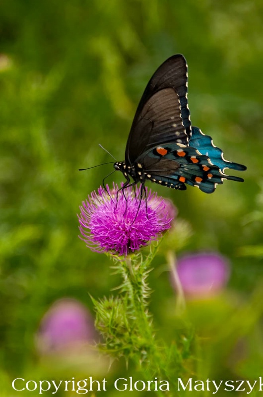 Butterfly,Shenandoah National Park, Virginia