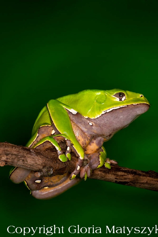 Tree frog - ID: 12742898 © Gloria Matyszyk