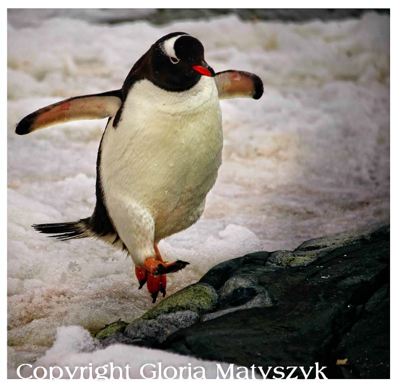 Gentoo penguin, Antarctica