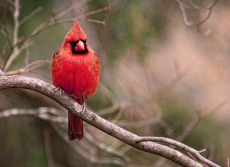 Northern Cardinal in winter.
