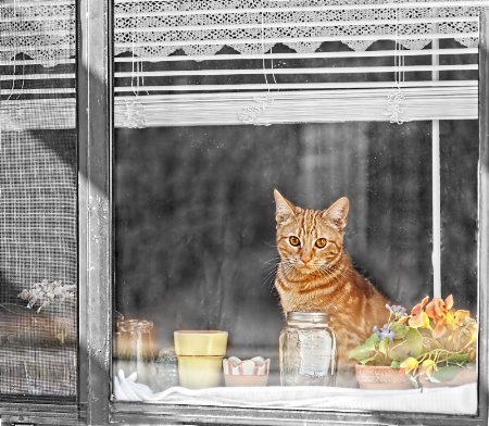 Kitty in the Window