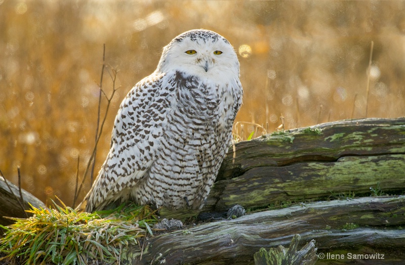 Snowy Owl in Morning Light