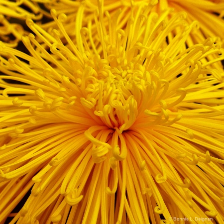 Giant Spider Mum