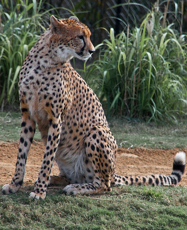 Handsome  Cheetah at Busch Gardens