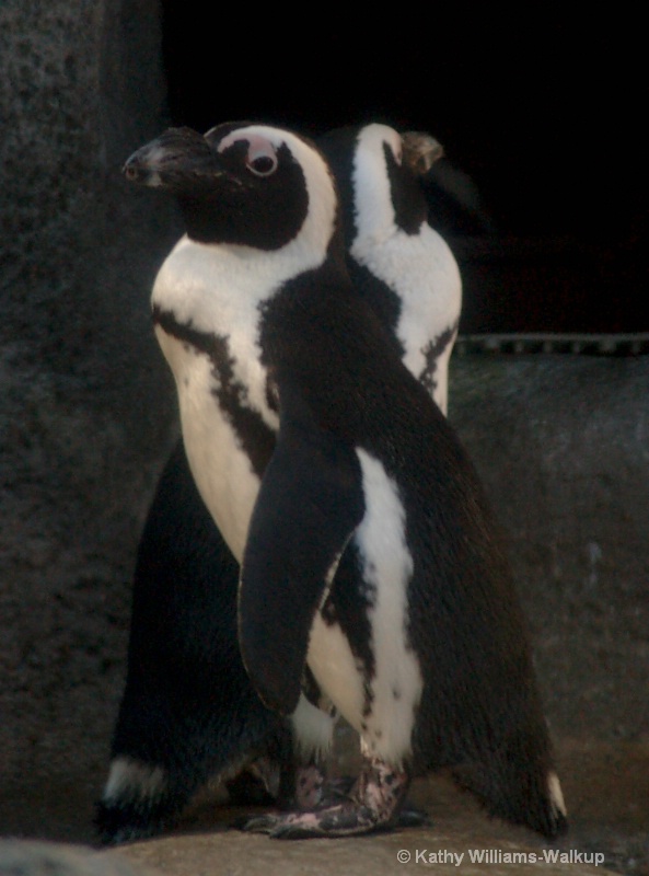 Mirrored Penguins