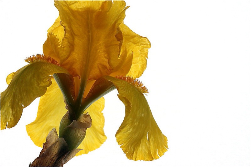 Yellow iris