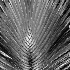© Elliot Barnathan PhotoID# 12745942: Palm 2