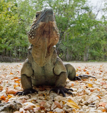 Cayman Blue Iguana 2