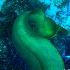 © Elliot Barnathan PhotoID# 12746022: Cayman Underwater Life 15