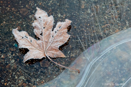 Frosty Leaf