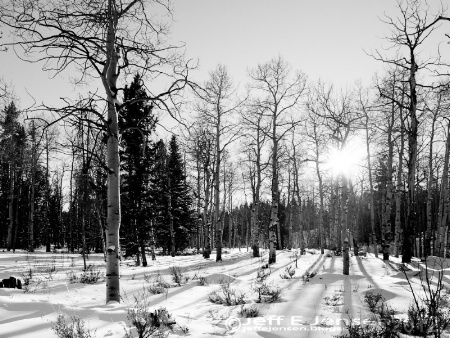 Aspens and Snow