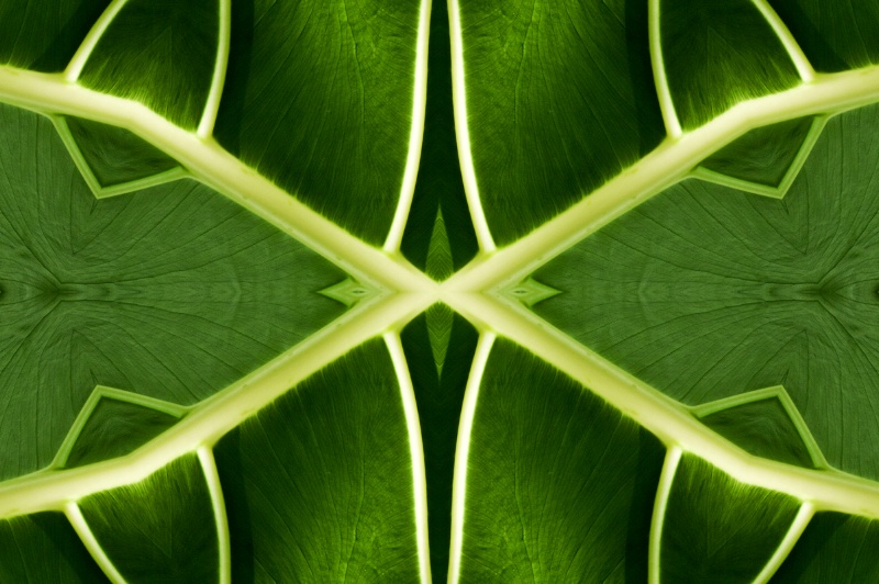National Harbor Leaf -- Kaleidoscope