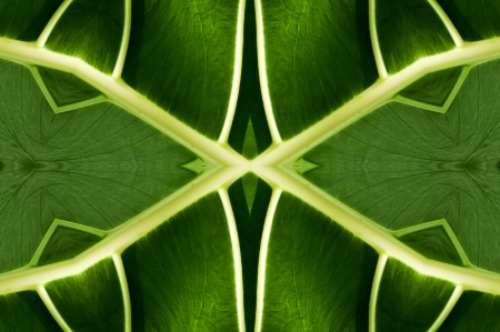 National Harbor Leaf -- Kaleidoscope