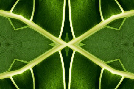 National Harbor Leaf -- Kaleidoscope