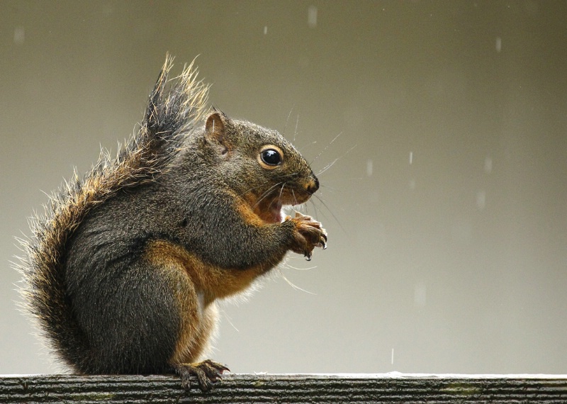 Squirrel in the Rain