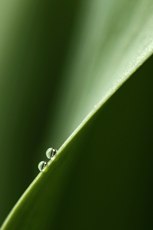 Two Drops on a Curve