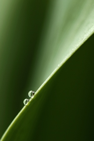 Two Drops on a Curve