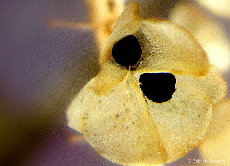 Grape Hyacinth Seed Pod