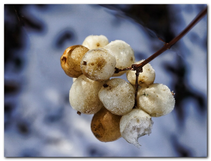  Symphoricarpos