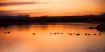 Geese on Confluen...