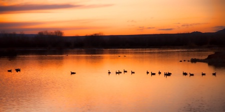 Geese on Confluence Lake