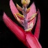 © Elliot Barnathan PhotoID# 12750821: Cayman Flowers 11