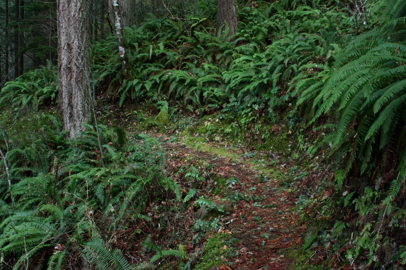 Trail of Ferns