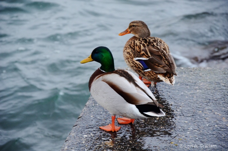 Waterfront Ducks