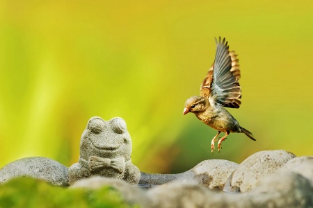 Landing Sparrow