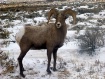 Rocky Mountain Bi...